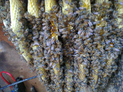 Bees on honeycomb