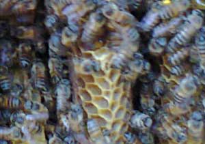 bees on honeycomb