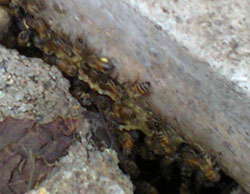 bees under a concrete slab