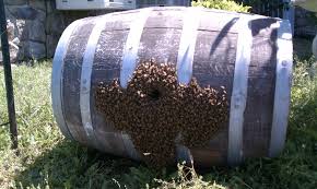 wine barrels make the perfect place in which to build a hive.