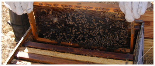bees on a comb frame