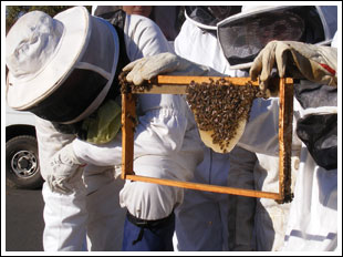 bees busy building a comb on a frame