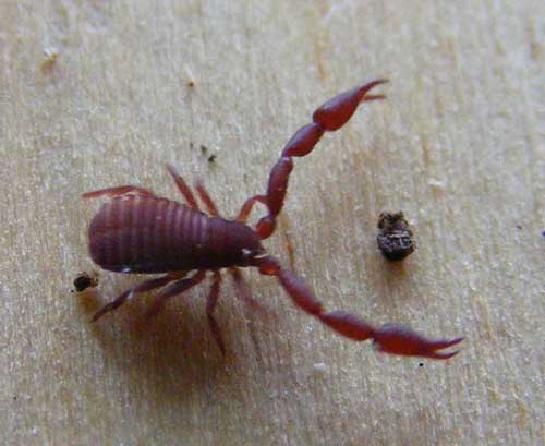 Bee Scorpion