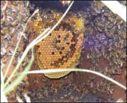 bees make use of birdboxes to build hives in